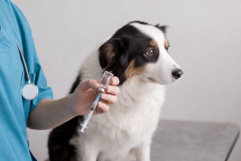 Les vaccins méconnus mais utiles pour les animaux domestiques