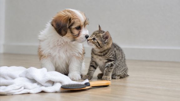 Démarrer l'hygiène dès le plus jeune âge : conseils pour chiots et chatons