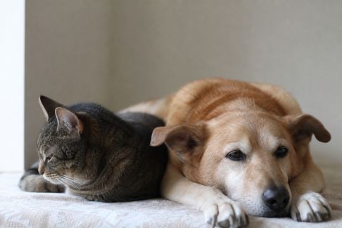 Détecter les premiers signes d’une insuffisance rénale chez le chat ou le chien