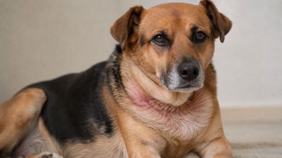 Prévenir les irritations cutanées liées au collier ou harnais chez le chien