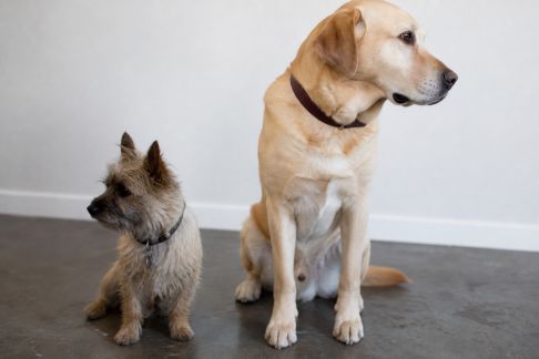 Petit ou grand chien : quelles différences pour la vie de tous les jours ?