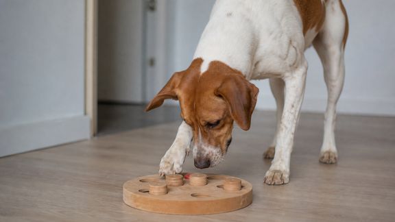 Chien et solitude : solutions pour l’occuper durant vos absences