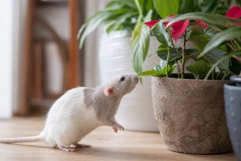 Quelles plantes sont toxiques pour les rongeurs à la maison ?