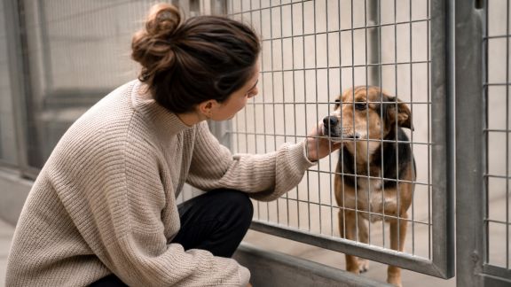 L’adoption d’un chien dans un refuge : démarches et bénéfices