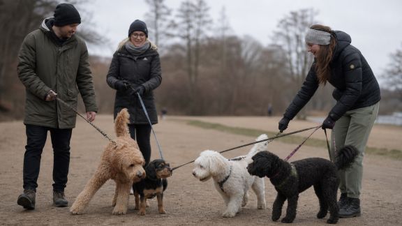 Mettre en place des promenades collectives pour socialiser chiens et propriétaires