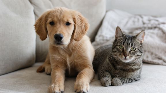 L’adoption en duo : adopter deux animaux en même temps, avantages et organisation