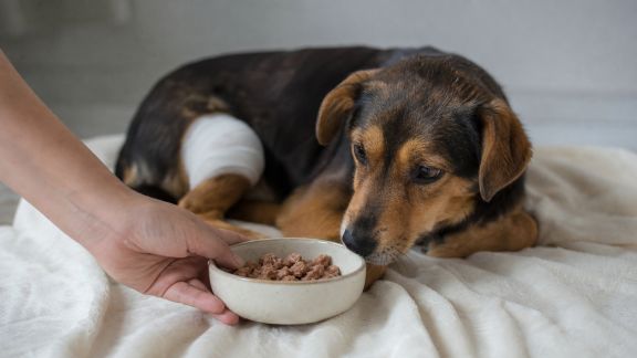 Tout comprendre sur l’alimentation des animaux en période de convalescence