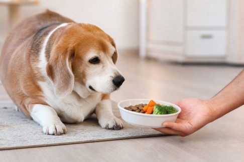 Guide pratique pour bien nourrir un animal en surpoids