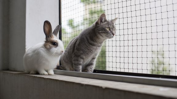 Test de filets de fenêtre et balcon pour sécuriser chats et NAC