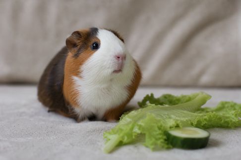 Comprendre et prévenir l’obésité chez les cochons d’Inde : conseils pratiques du quotidien