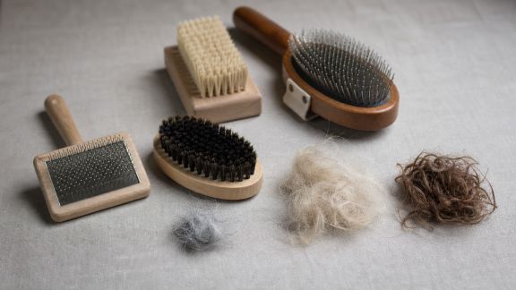 Comment bien choisir une brosse adaptée à chaque type de pelage